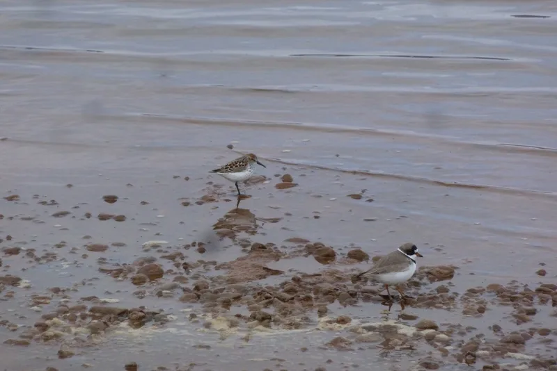 Western Sandpiper