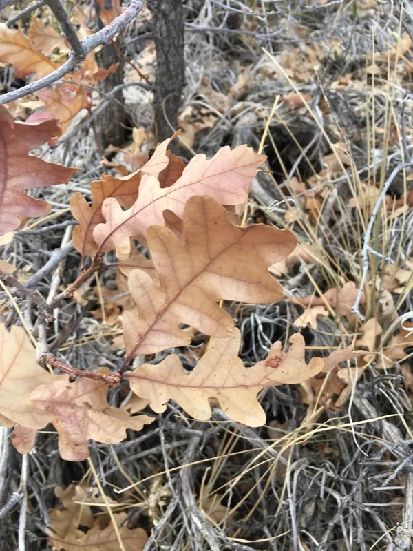 Gambel Oak