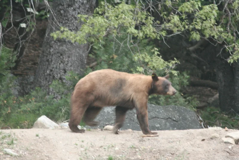 American Black Bear