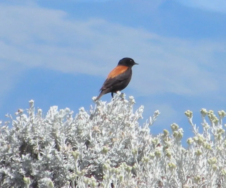 Austral Negrito