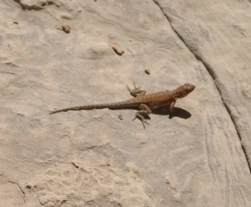 Common Side-blotched Lizard