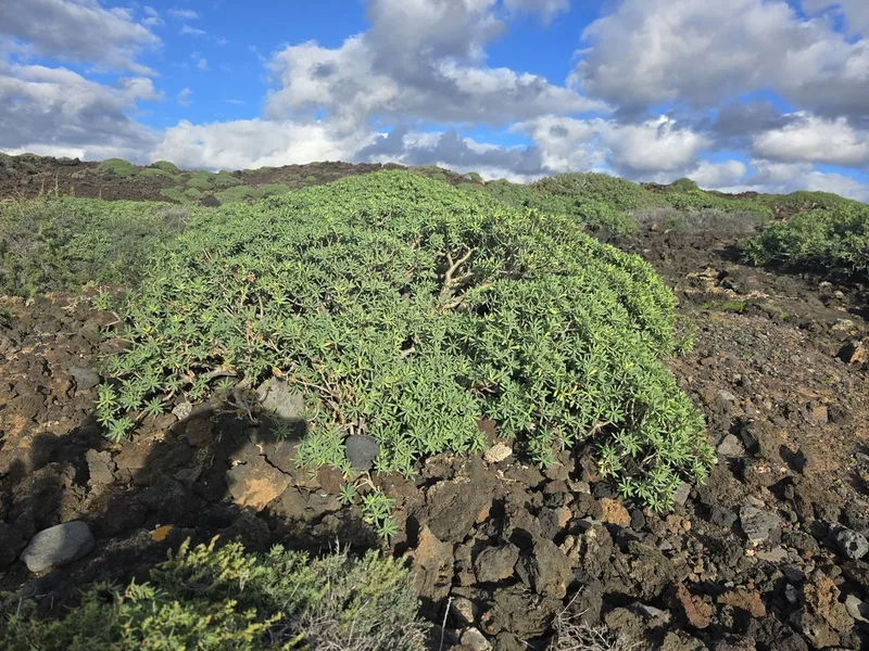 balsam spurge