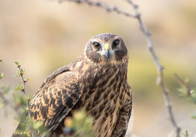 Cinereous Harrier