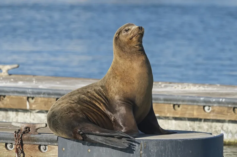 California Sea Lion