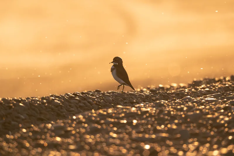 Double-banded Plover