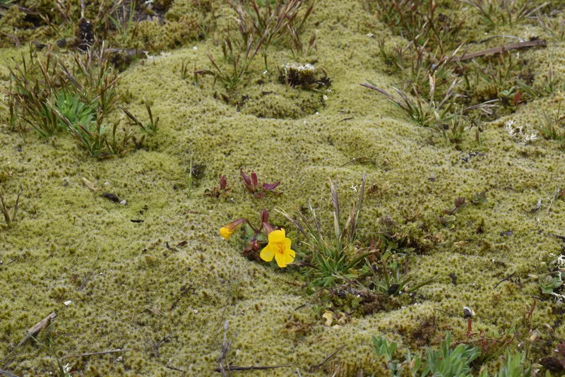 Yellowstone Monkeyflower