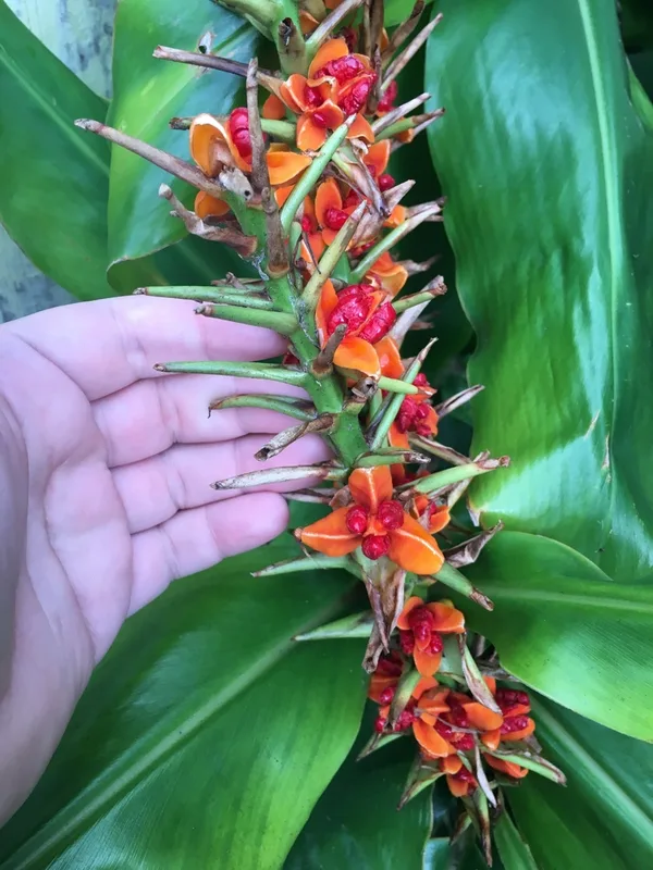 Kahili ginger