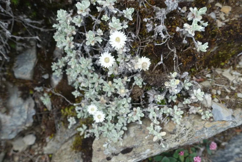 Anaphalis nagasawae