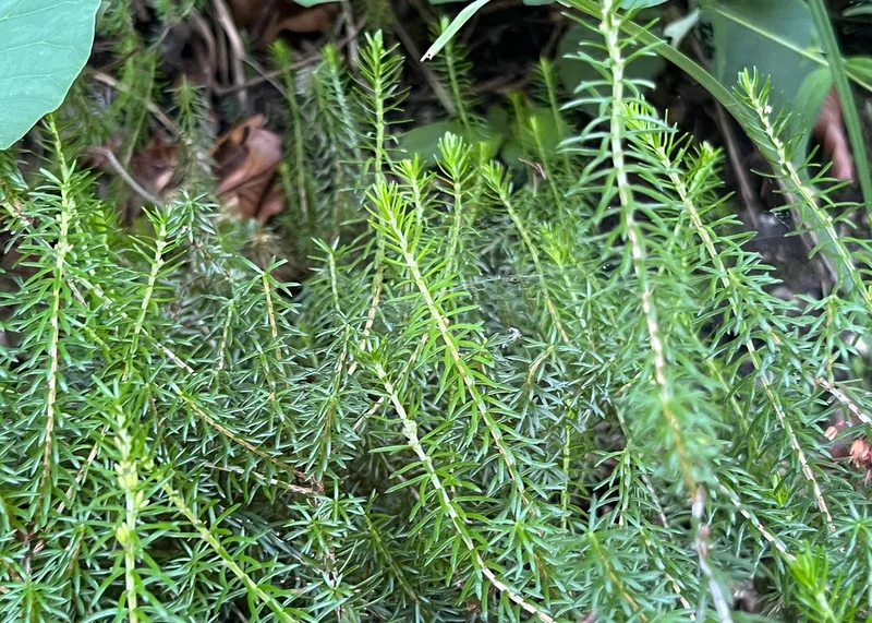 Spring Heath