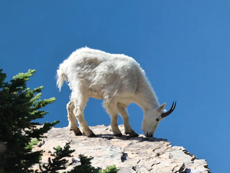 Mountain Goat