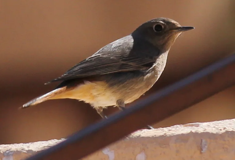 Black Redstart