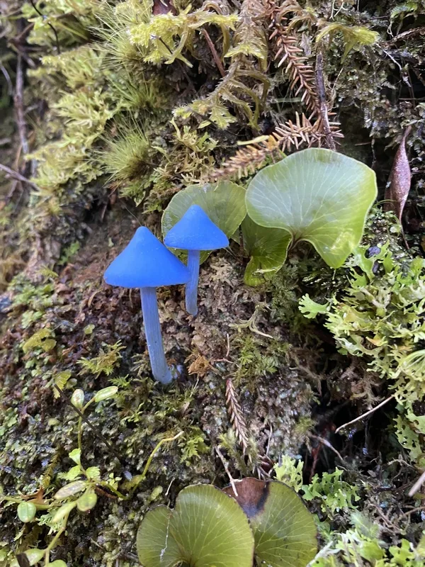 blue pinkgill