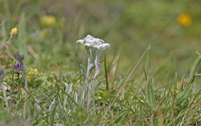 Edelweiss