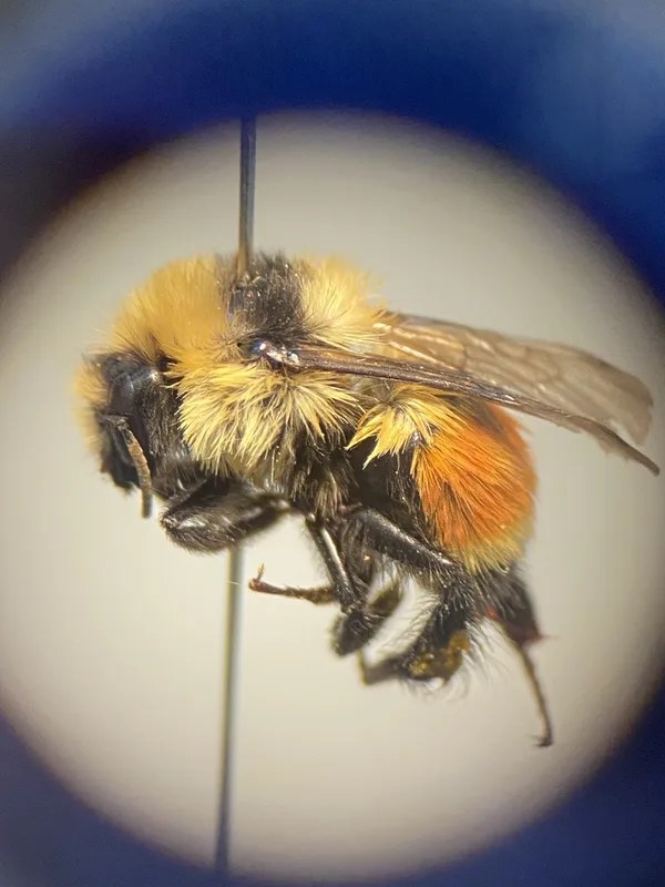 Hunt's Bumble Bee