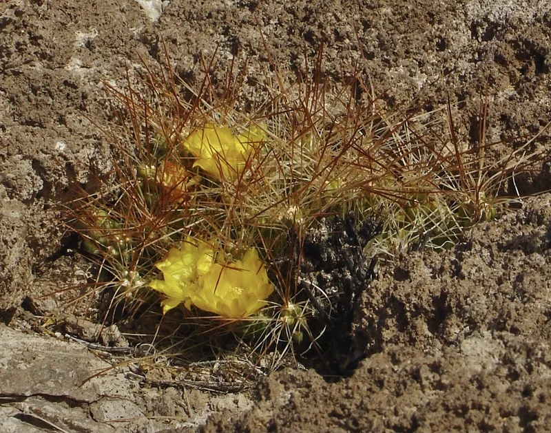 Cumulopuntia boliviana