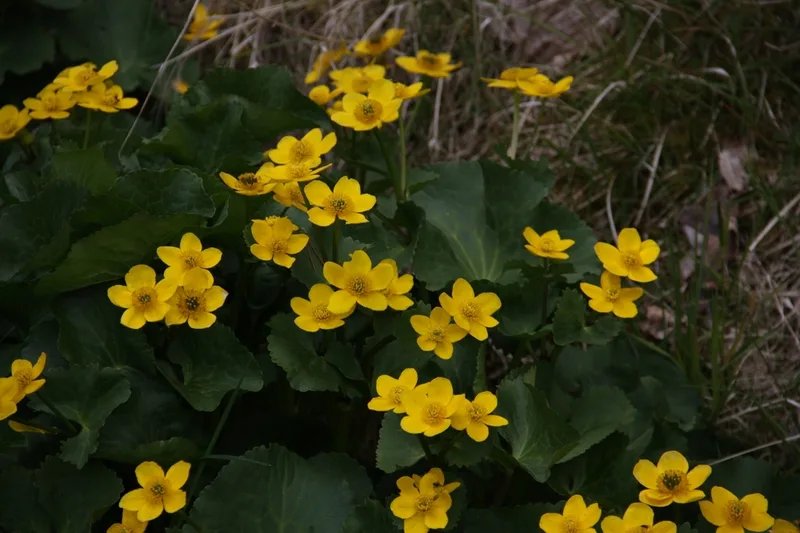 marsh marigold