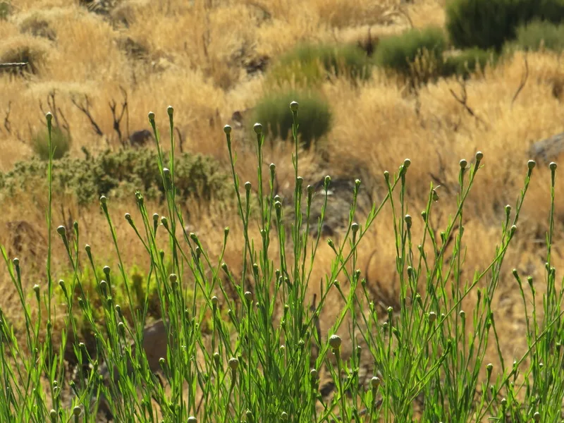 Cheirolophus teydis