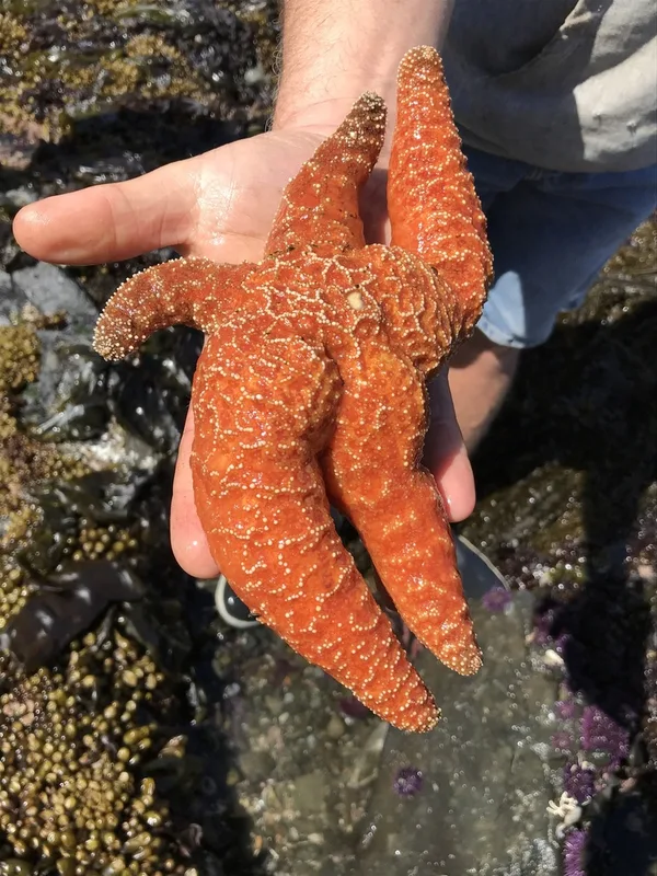Ochre Sea Star