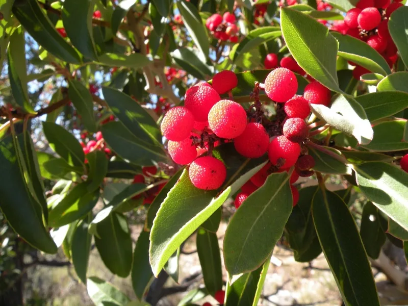 Texas madrone