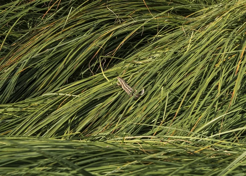 Sand Lizard