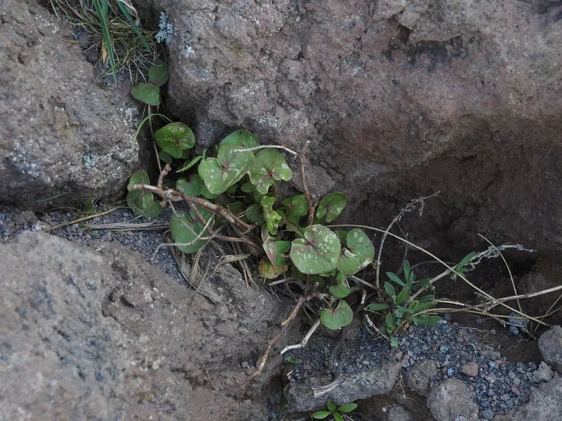 French Sorrel