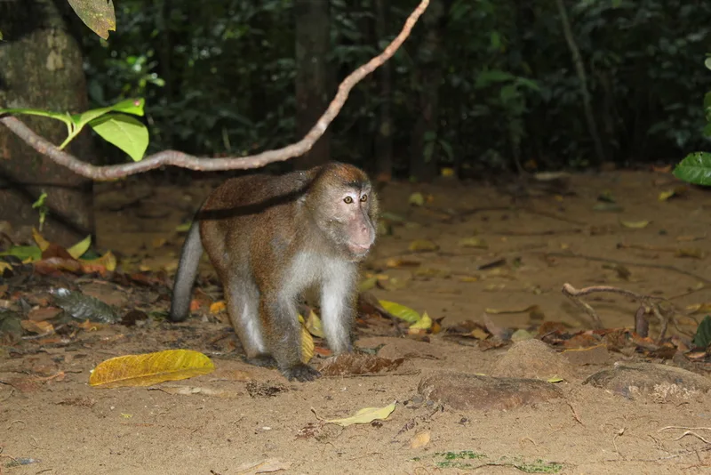 Long-tailed Macaque