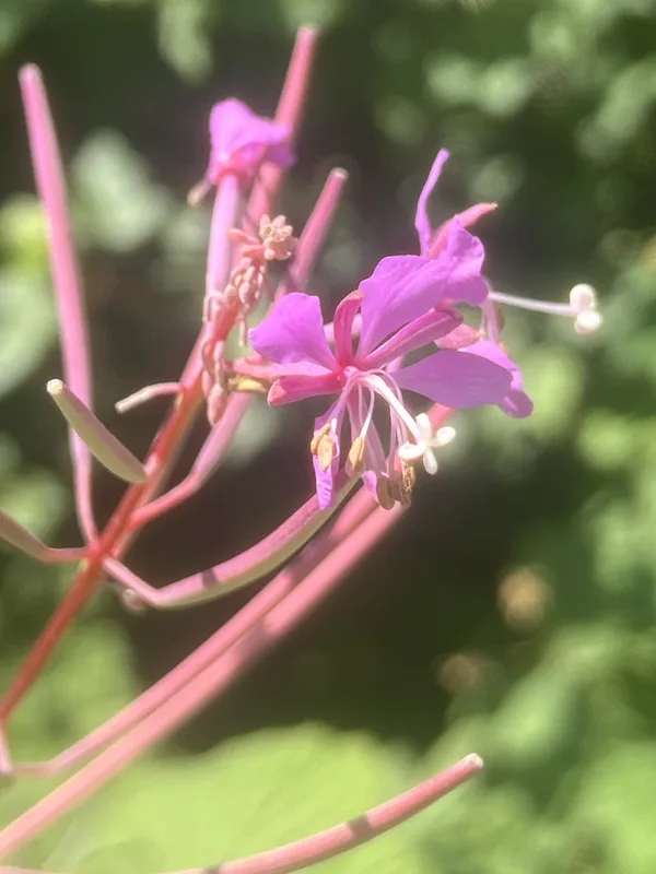 fireweed