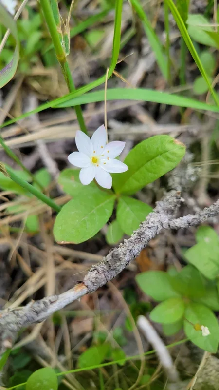 Arctic Starflower