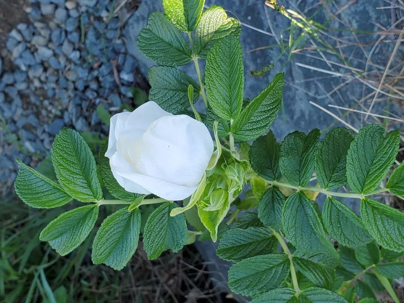 rugosa rose