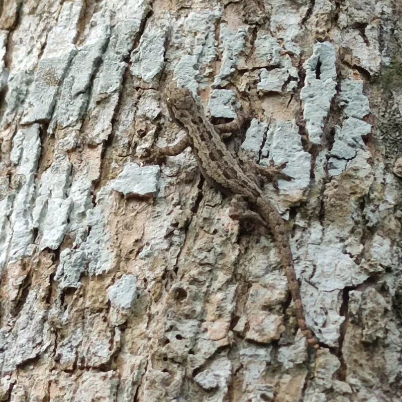 Flat-tailed House Gecko