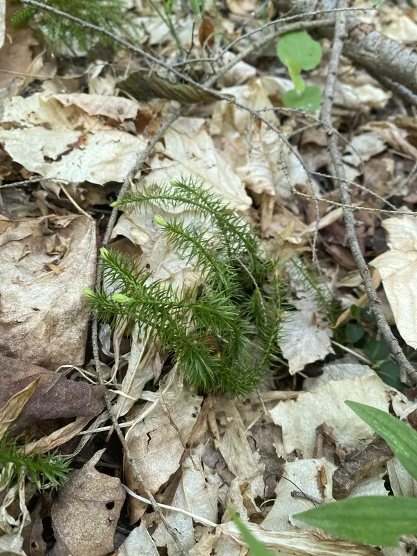 interrupted clubmoss
