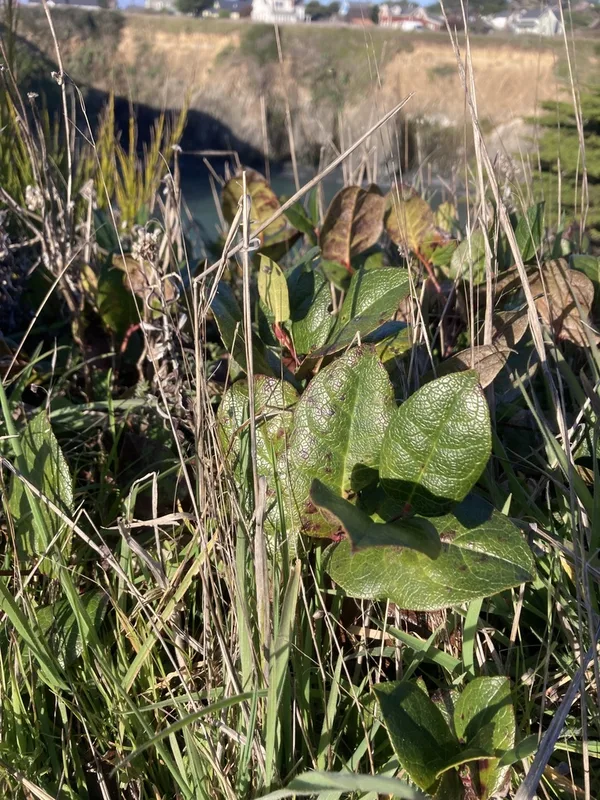 salal