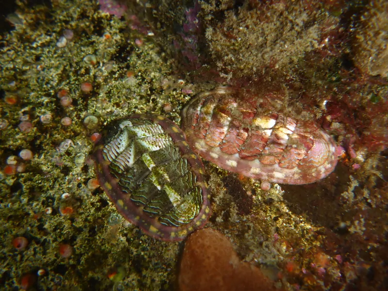 Lined Chiton