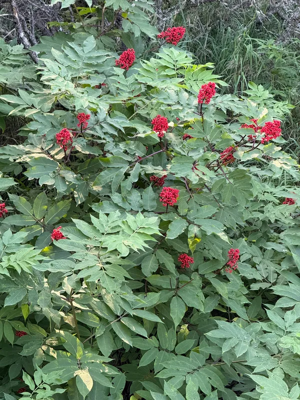 red-berried elder