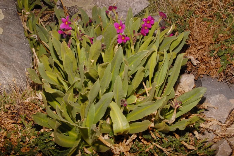 Parry's primrose