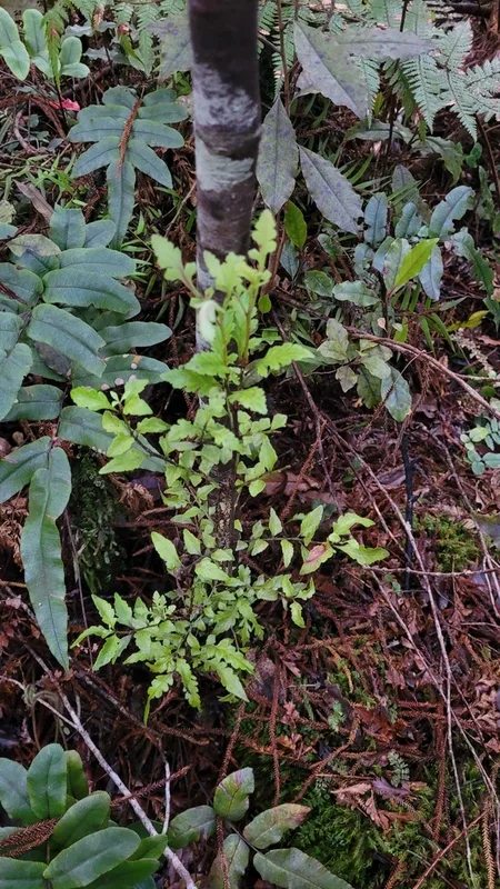 mountain toatoa