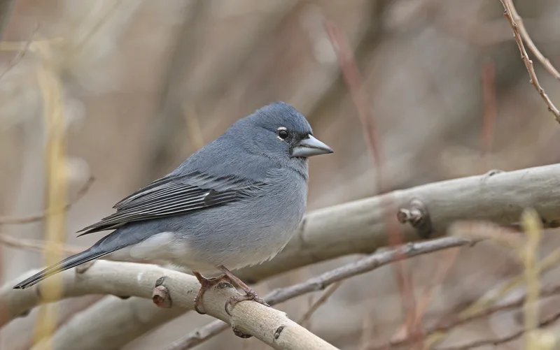 Tenerife Blue Chaffinch