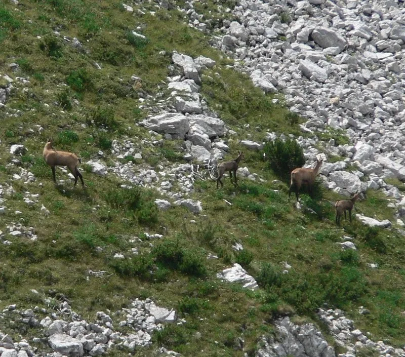 Northern Chamois