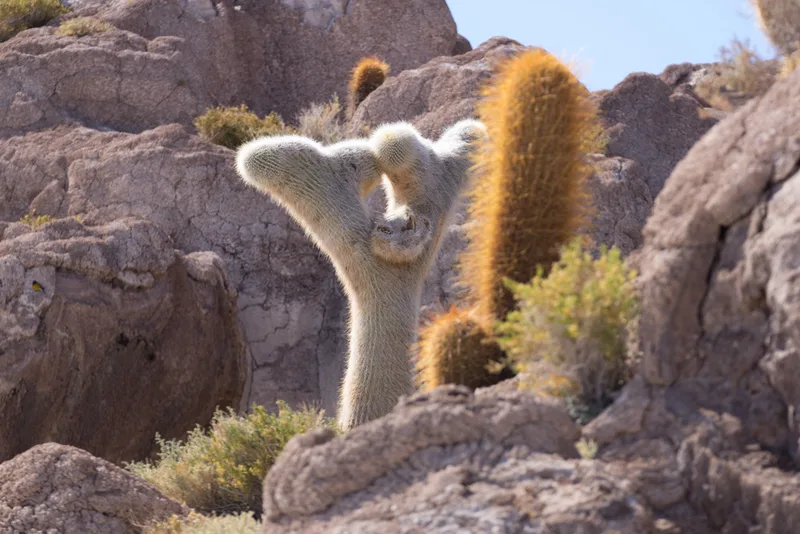 Trichocereus atacamensis