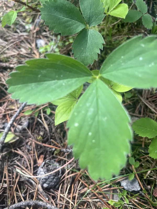 Virginia strawberry