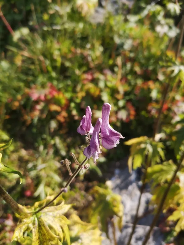 Northern Wolfsbane