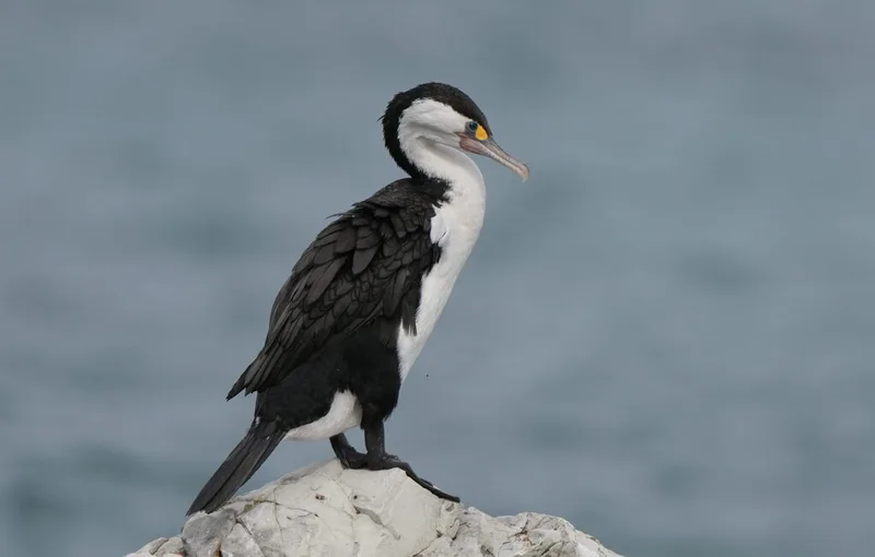 Pied Cormorant