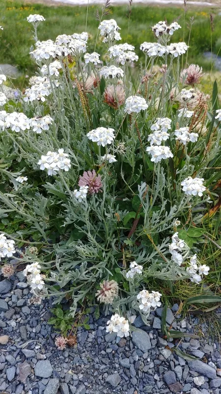 Silvery Yarrow