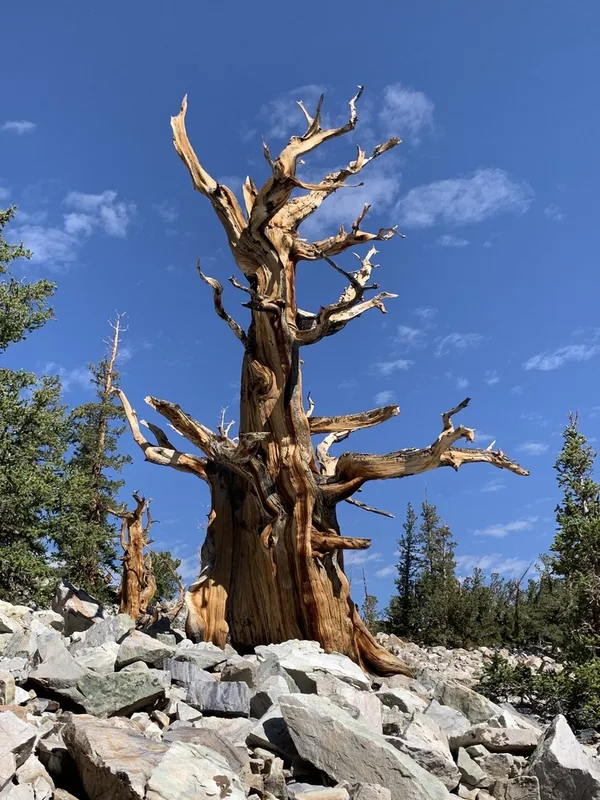 Great Basin bristlecone pine