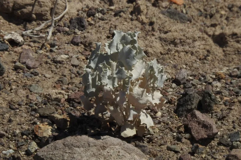 Desert Holly