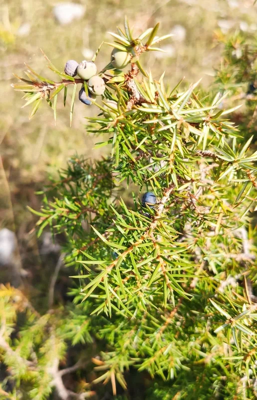 common juniper