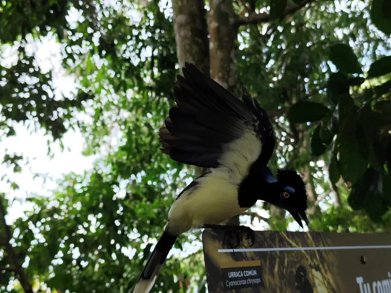 Plush-crested Jay