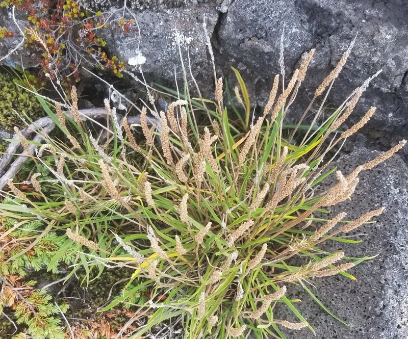 Sea Plantain