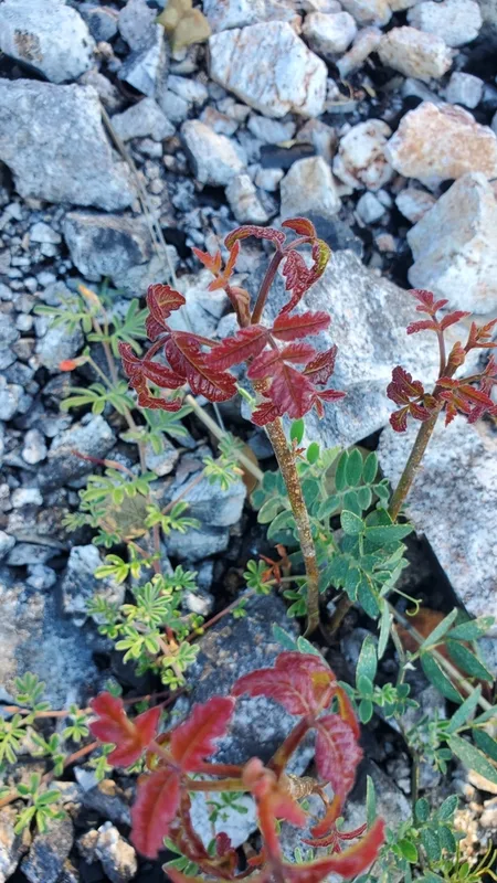 Pacific poison oak