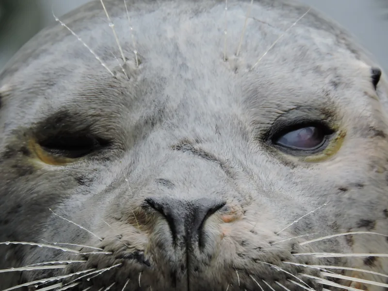 Harbor Seal